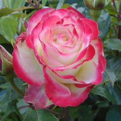 Rosal 'Jubil du Prince de Monaco'